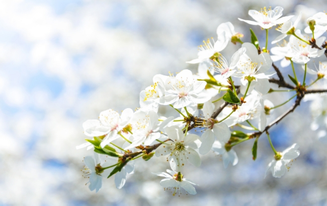 Настоящая весна: синоптик порадовала украинцев прогнозом погоды